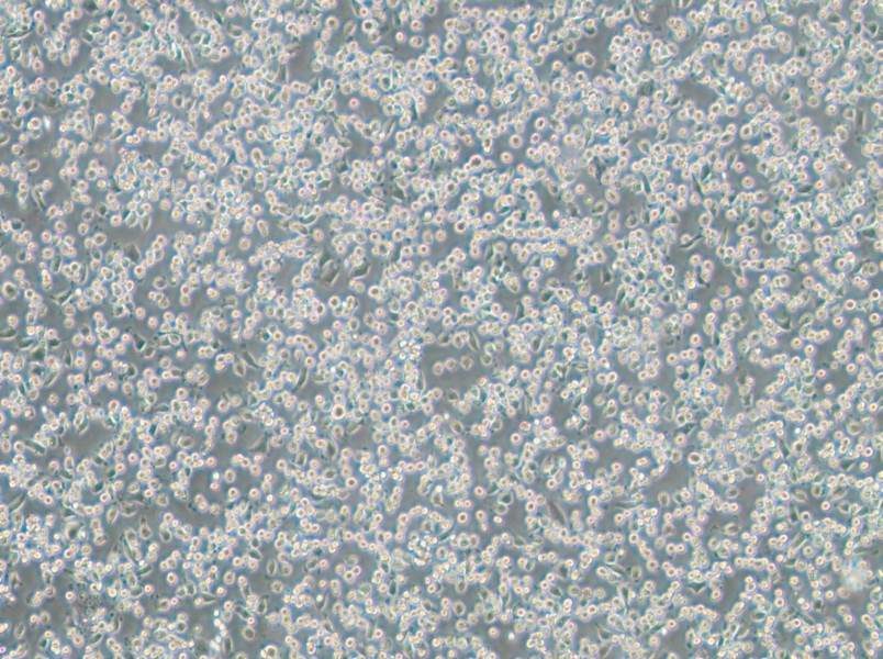 NCTC 1469 Cell Complete Medium - 3