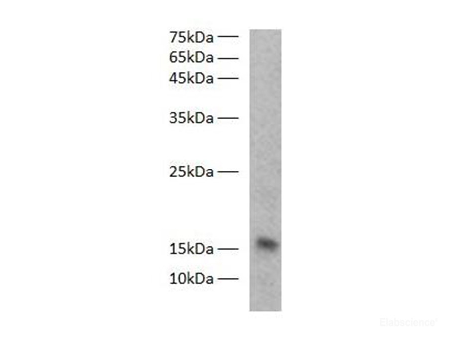 Western blot of Zebrafish whole lysates with anti-FABP3 rabbit polyclonal antibodyat dilution of 1:1000.