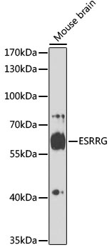 Western blot analysis of extracts of mouse brain using ESRRG Polyclonal Antibody at 1:1000 dilution.