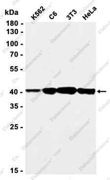 Recombinant cAMP Protein Kinase Catalytic subunit Monoclonal Antibody - 1