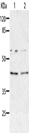 Western Blot analysis of HepG2 and A549 cell using AIMP2 Polyclonal Antibody at dilution of 1:350