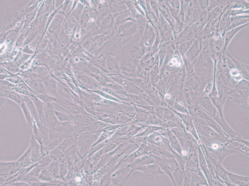 MC3T3-E1 Subclone 24 Cell Complete Medium - 6