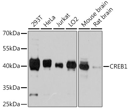 Western blot analysis of extracts of various cell lines using CREB1 Polyclonal Antibody at dilution of 1:3000.