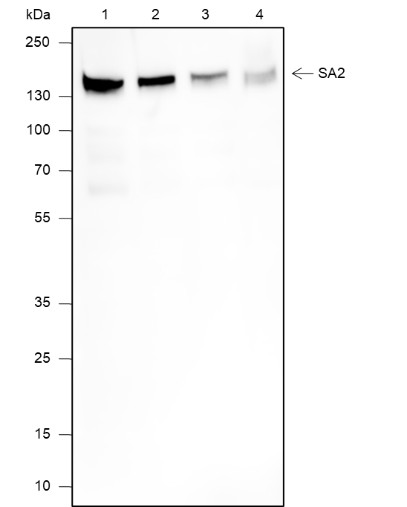 Recombinant SA2 Monoclonal Antibody-searchlist-1