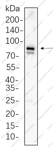 Recombinant MFN1 Monoclonal Antibody - 1