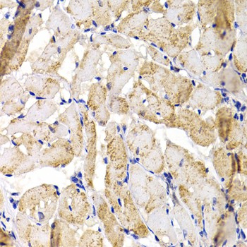 Immunohistochemistry of paraffin-embedded Rat heart using MBNL1 Polyclonal Antibody at dilution of 1:100 (40x lens).