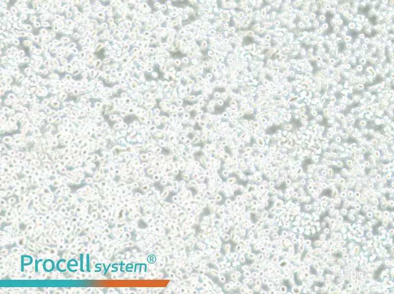 Mono-Mac-6 Cell Complete Medium - 2