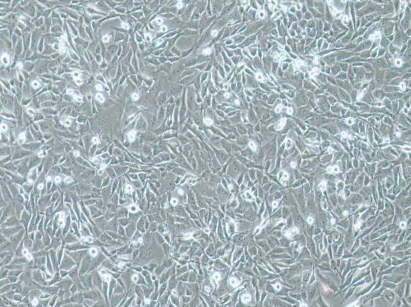 SW1271 Cell Complete Medium - 3