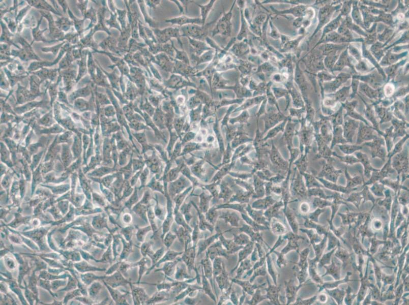 CAL-62 Cell Complete Medium - small - 5