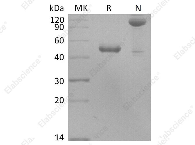 Recombinant Human BLyS/TNFSF13B/BAFF Protein (Fc Tag) - 1