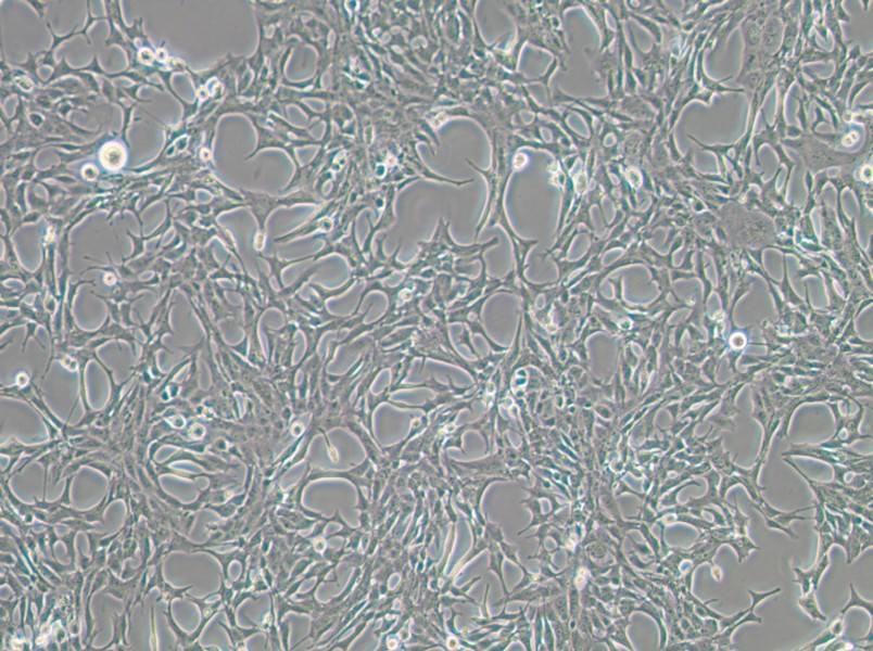 C8-D1A Cell Complete Medium - 2