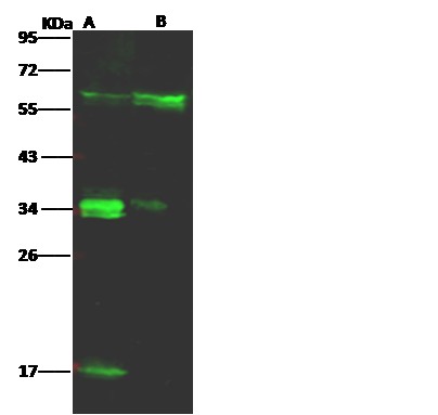 Recombinant LFA-3/CD58 Monoclonal Antibody - small - 2