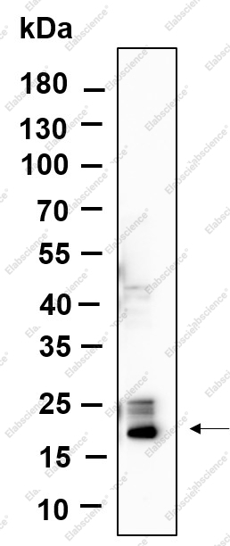 Recombinant Histone H3 (Tri Methyl Lys4) Monoclonal Antibody - 1