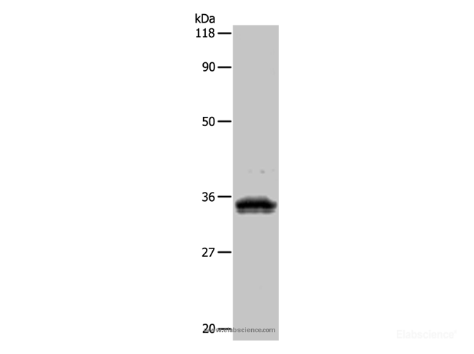 Western Blot analysis of 293T cell using UPK3B Polyclonal Antibody at dilution of 1:1000