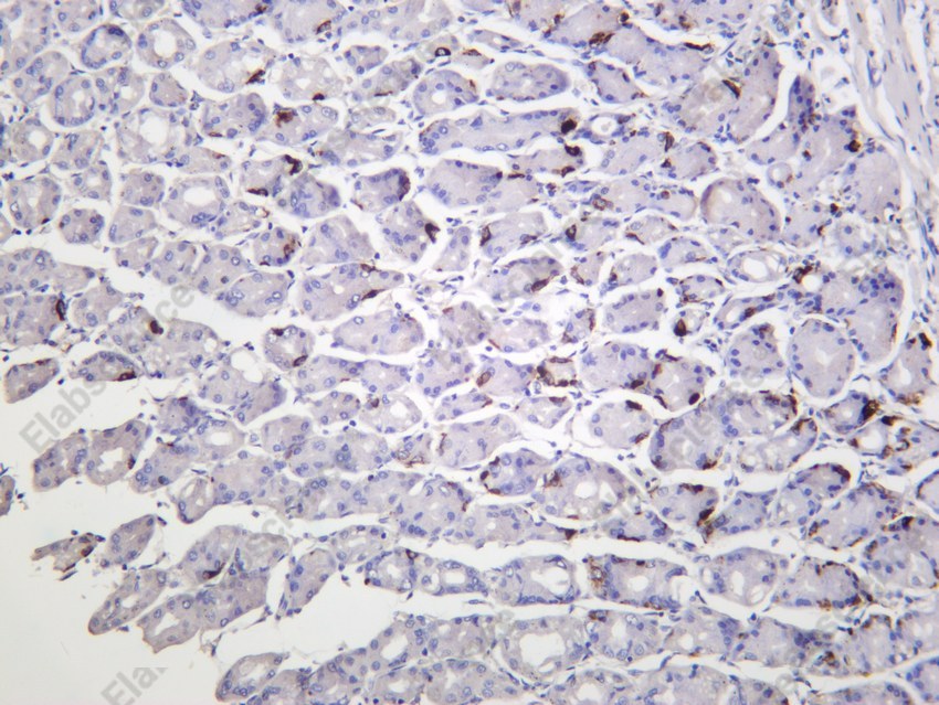 Recombinant Chromogranin A/CHGA/CGA Monoclonal Antibody - 4