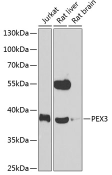 Western blot analysis of extracts of various cell lines using PEX3 Polyclonal Antibody at 1:1000 dilution.