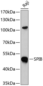 Western blot analysis of extracts of Raji cells using SPIB Polyclonal Antibody at 1:1000 dilution.