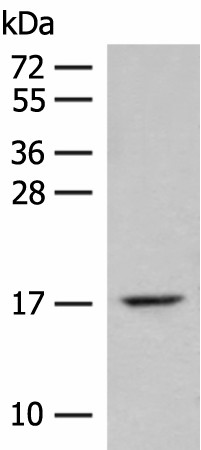 Western blot analysis of Mouse lung tissue lysate  using ISCU Polyclonal Antibody at dilution of 1:400