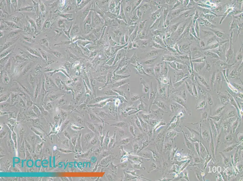 A-498 Cell Complete Medium - 1