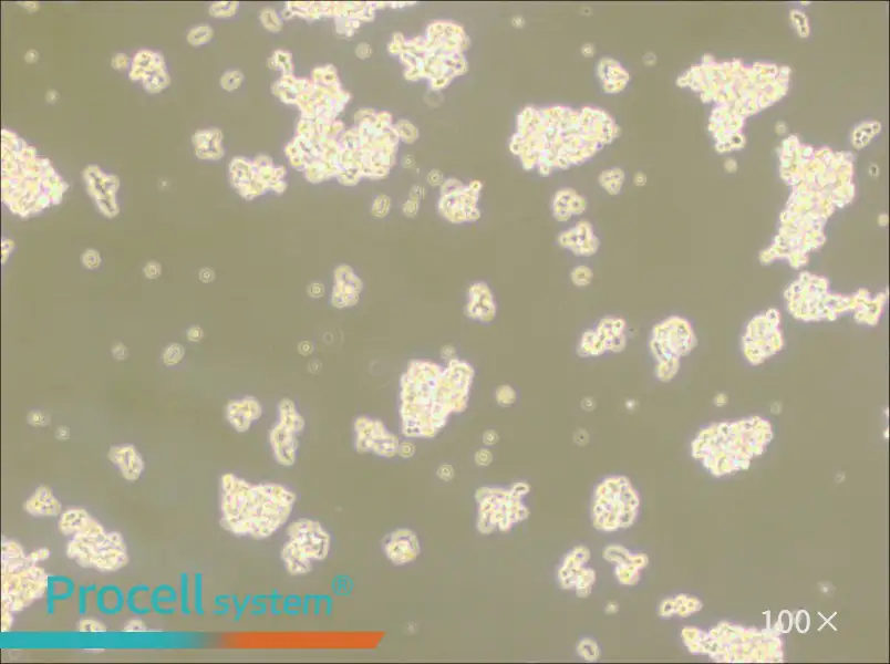 NCI-H146 [H146] Cell Complete MediumNCI-H146 [H146] Cell Complete Medium - 3