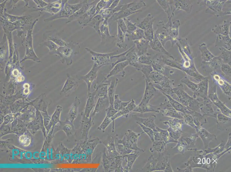 HTh-7 Cell Complete Medium - small - 4