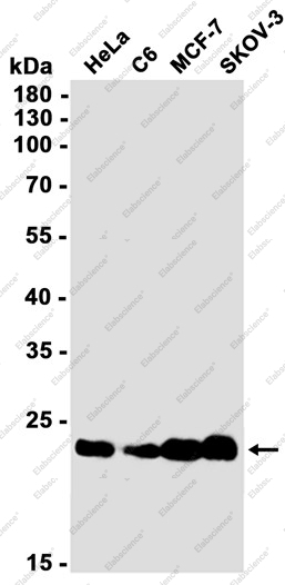 Recombinant Glutathione Peroxidase 4 Monoclonal Antibody - 1