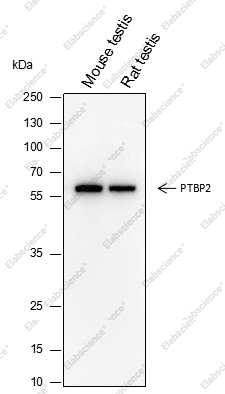 Recombinant PTBP2 Monoclonal Antibody - 1