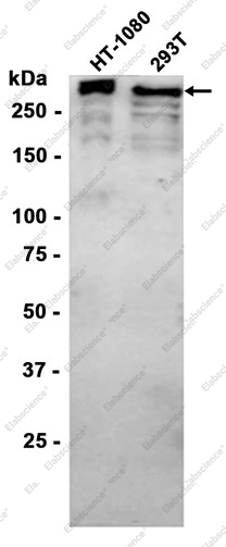 Recombinant Smg1 Monoclonal Antibody - 1