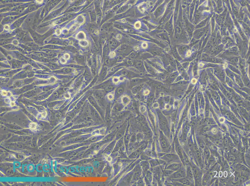 A101D Cell Complete Medium - 6