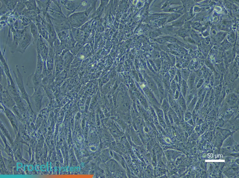 Mouse Esophageal Epithelial Cell Complete Medium - 5