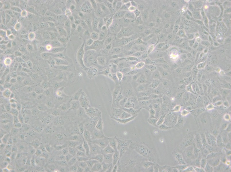 HaK Cell Complete Medium - small - 4