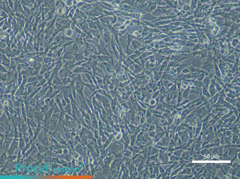 Mouse Bone Marrow Mesenchymal Stem (Primary cell immortalization) Cell Complete Medium - small - 5