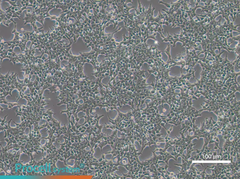 293T [HEK-293T] Cell Complete Medium - 3