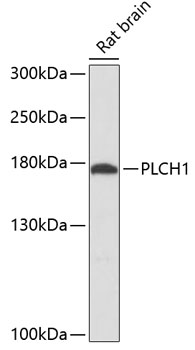 Western blot analysis of extracts of Rat brain using PLCH1 Polyclonal Antibody at dilution of 1:3000.