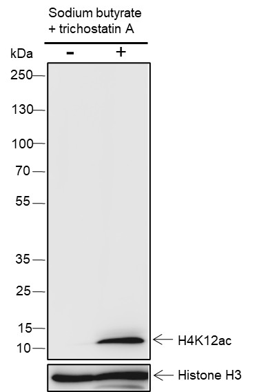 Recombinant Histone H4 (Acetyl Lys12) Monoclonal Antibody-searchlist-1