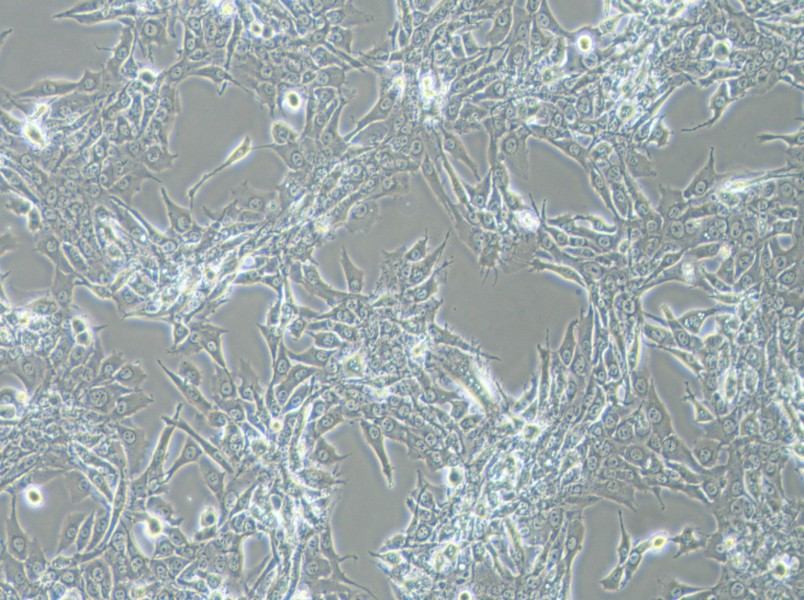 Bewo Cell Complete Medium-searchlist-1