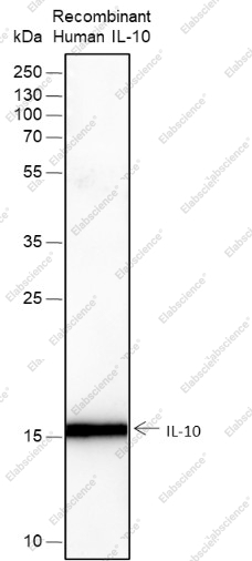 Recombinant IL-10 Monoclonal Antibody - 1