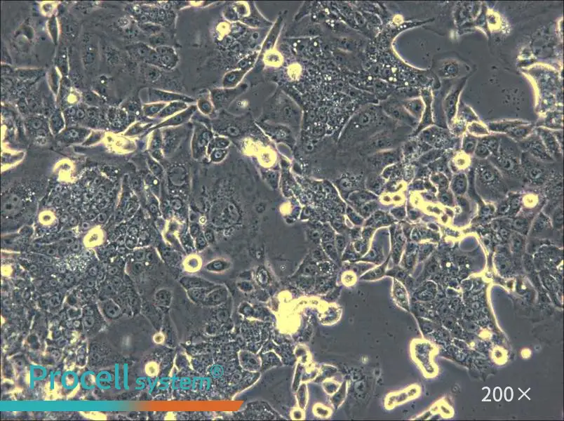 CL-11 Cell Complete Medium - 5