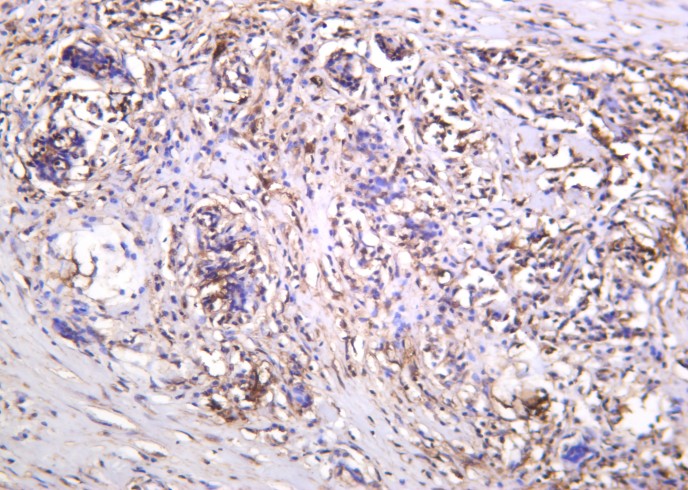 Recombinant Thioredoxin Monoclonal Antibody-searchlist-1