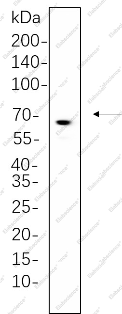Recombinant ATG16L1 Monoclonal Antibody - 1