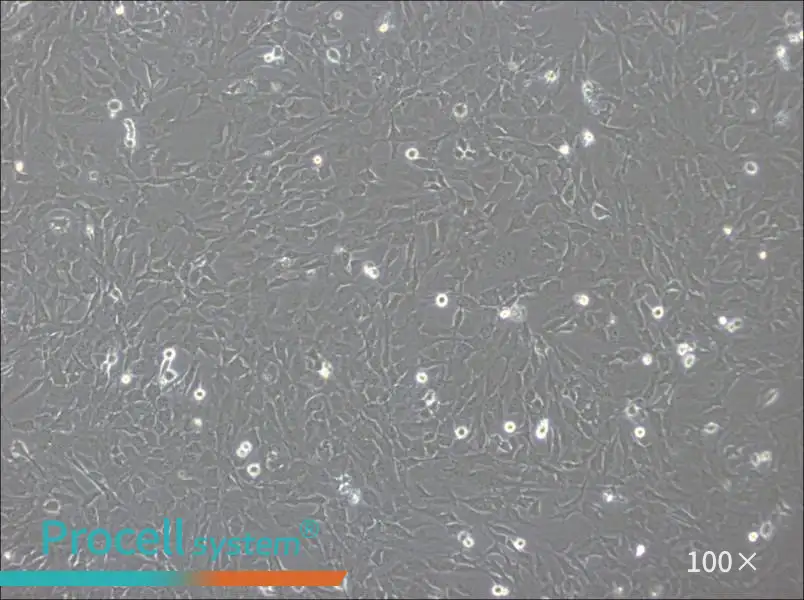 hCMEC/D3 Cell Complete Medium - 3