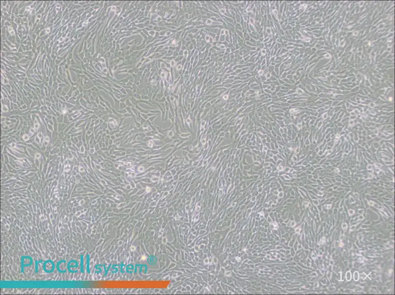 R 1610 Cell Complete Medium - 1