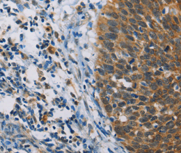 FXYD1 Polyclonal Antibody - 2