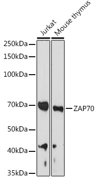 Western blot analysis of extracts of various cell lines using ZAP70 Polyclonal Antibody at 1:1000 dilution.