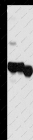 KHK Polyclonal Antibody - 1