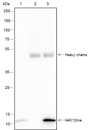 Recombinant Histone H4 (Mono Methyl Lys12) Monoclonal Antibody - small - 8
