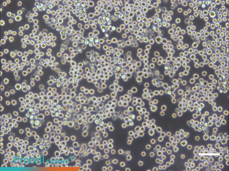 PK136 Cell Complete Medium - 5