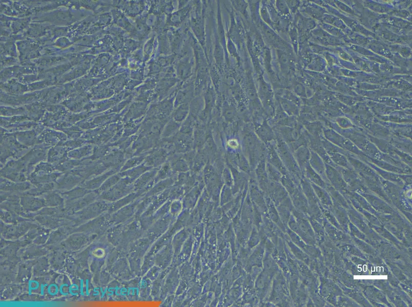 Rabbit Synovial Cell Complete Medium - 4