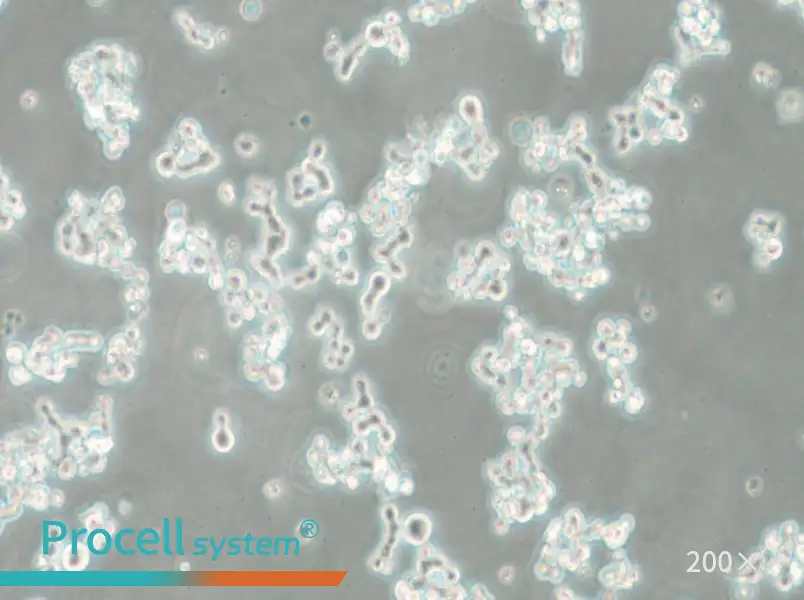 NCI-H82 [H82] Cell Complete Medium - small - 4