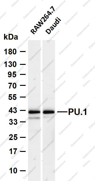 Recombinant PU.1 Monoclonal Antibody - 1